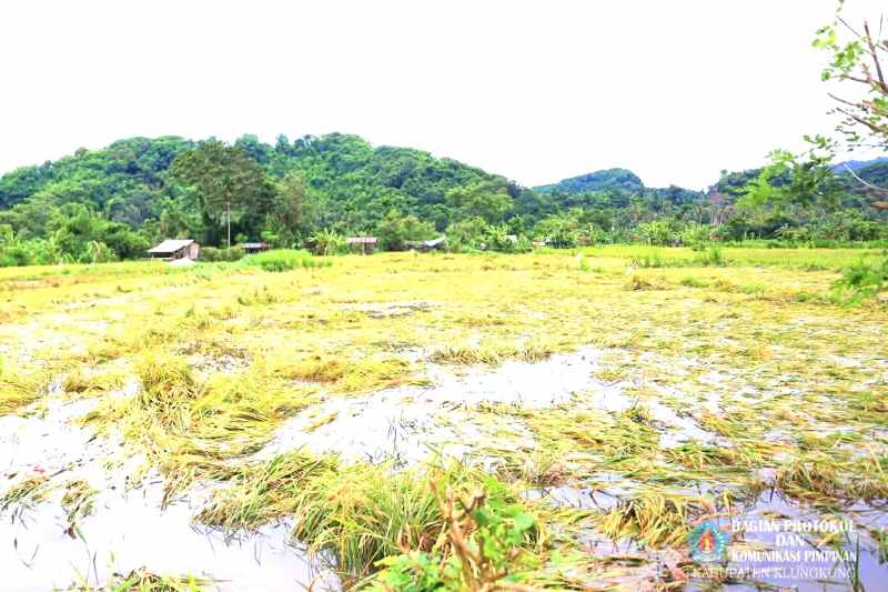 TERENDAM BANJIR : Lahan Pertanian Padi di Klungkung Terendam. (Foto: Humas Pemkab Klungkung)