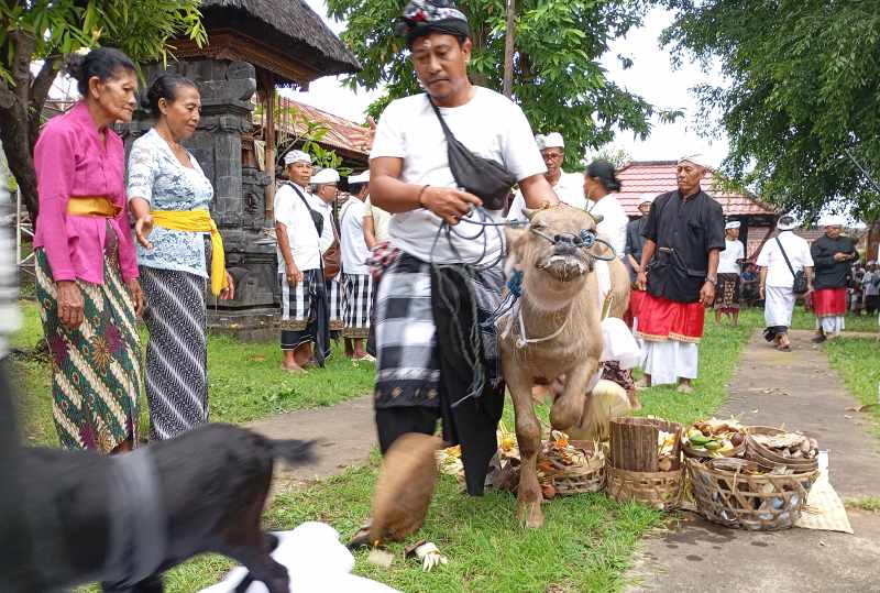 TUNTASKAN RITUAL : Prosesi upacara mapepada yang digelar Desa Adat Buleleng untuk menyucikan hewan yang akan digunakan sebagai sarana tawur kesanga.(francelino junior)