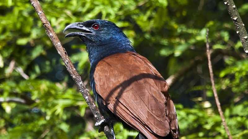 SERAMNYA PREDATOR CURIK : Burung bubut ini suka mengincar curik bali, khususnya yang masih muda. (foto :: pixabay/@Finflix-Design-Jon)