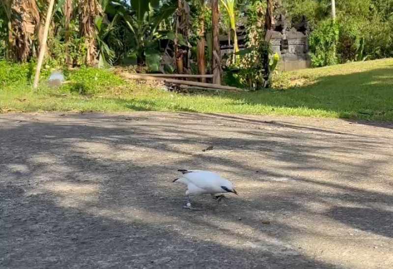 NYAMAN KARENA CINTA : Curik bali di Tingkih Kerep biasa berinteraksi dengan warga.(foto: vivian lutfia idea S.untuk  Radar Bali)