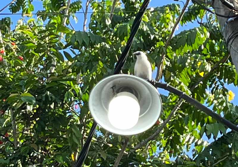 SANTAI DI ATAS LAMPU : Si jalak putih sudah menyatu dengan lingkungannya di Banjar Tingkih Kerep, Tengkudak,Penebel. (foto: fajar bagaskara untuk radar bali)