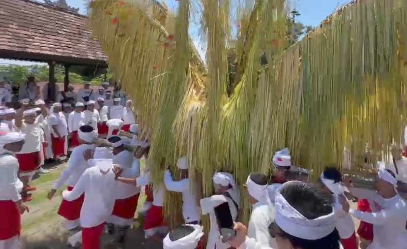 NGUSABA BUKAKAK: Tradisi ngusaba bukakak yang diselenggarakan oleh krama Desa Adat Sangsit Dangin Yeh, Buleleng. (eka prasetya/radar bali)