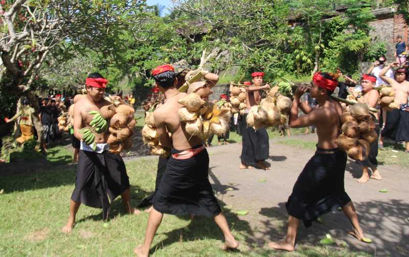 BUKAN SEKADAR TRADISI : Perhelatan  mesabatan biu atau perang pisang Desa Tenganan Dauh Tukad yang digelar pada Selasa (15/4/2025). (foto:zulfika rahman/radar bali)
