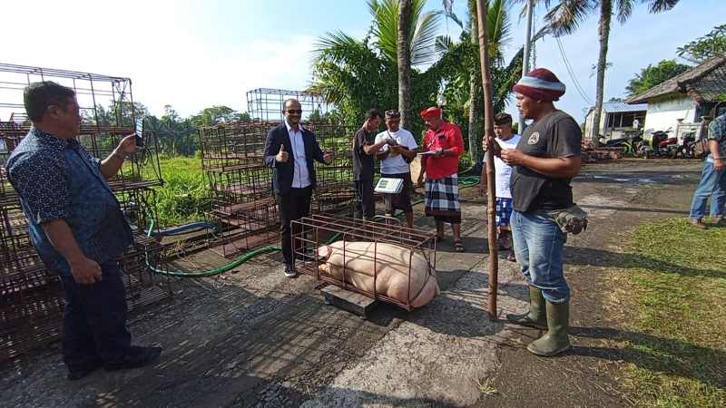REZEKI GALUNGAN : Penjualan babi siap potong di kalangan peternak di Desa Pitra, Penebel, Tabanan. (juliadi/radar bali)