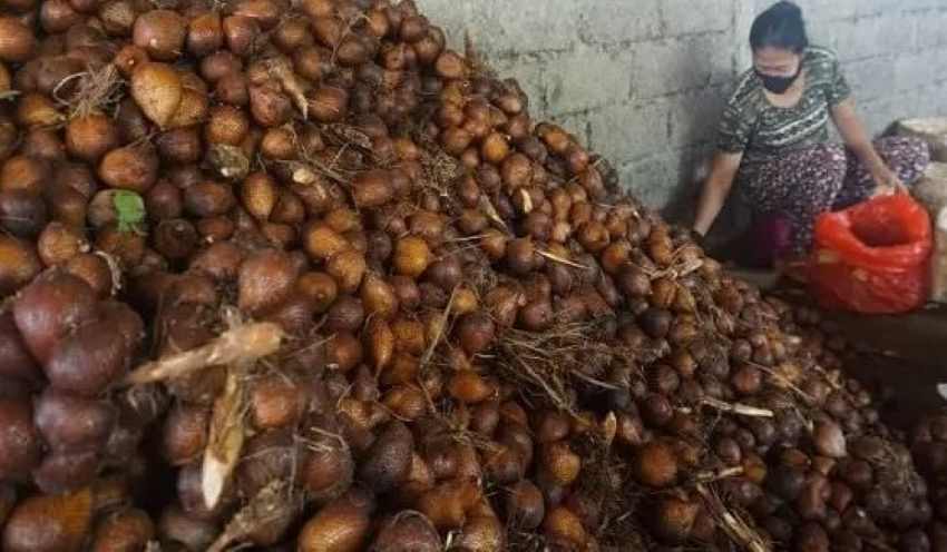 TERCATAT MENDUNIA DI FAO : Salak di Desa Adat Sibetan, Kecamatan Bebandem, Karangasem. (dok.radar bali)