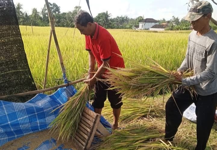 STABIL: Gabah kering hasi petani di Subak Aseman VI, Selemadeg Timur, Tabanan yang diserap Bulog