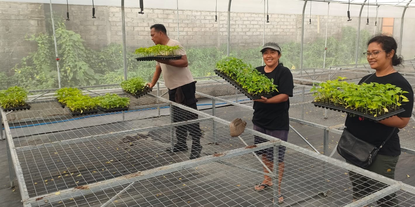 DIBAGIKAN : Ribuan bibit cabai hasil pertanian teknologi greenhouse yang dikembangkan oleh Polsek Penebel. (Foto/juliadi/radar bali)