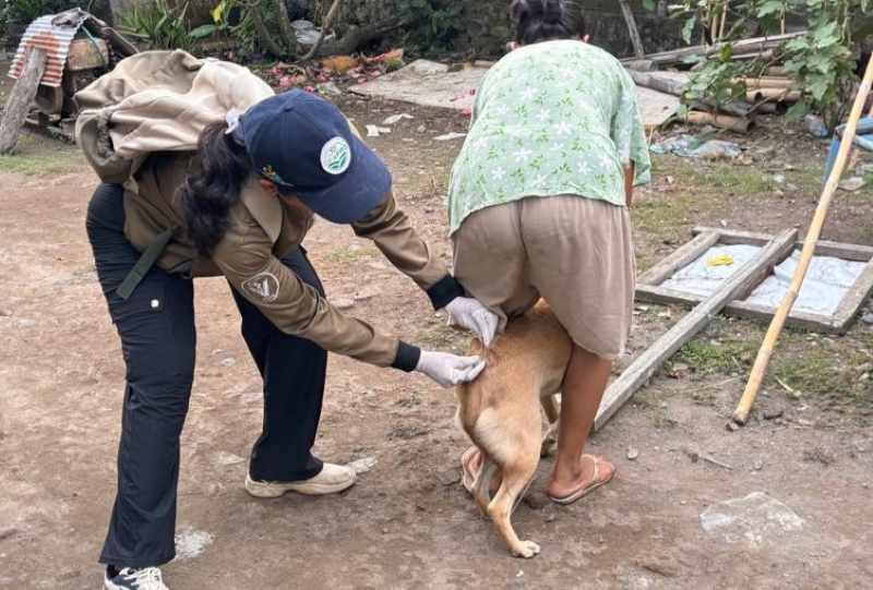 CEGAH PENYAKIT MELUAS : Vaksinasi terhadap anjing di Kelurahan Dauhwaru. (Foto Bidang Keswan-Kesmavet)