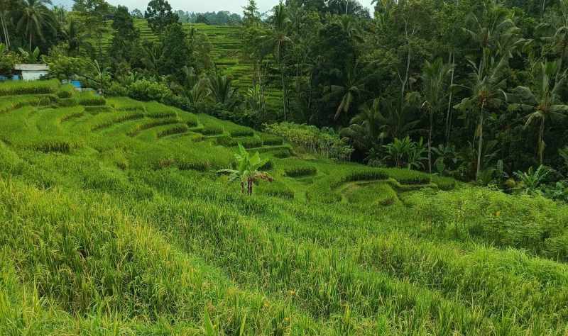 DISERBU TIKUS : Kondisi tanaman padi petani yang diserang hama tikus di Subak Piling, Desa Mengesta, Penebel Tabanan. (Foto petani Wayan Suka Astawa untuk radar bali)