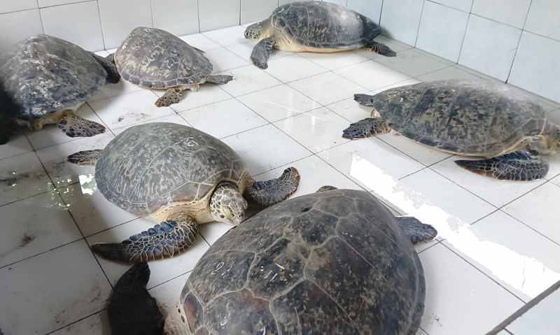 KORBAN SELUNDUPAN: Penyu-penyu korban selundupan di Jembrana. (dok.radar bali)