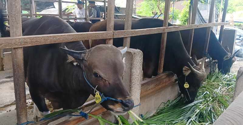 PERMINTAAN MENINGKAT: Sapi Bali yang akan dikirim untuk memenuhi permintaan jelang Idul Adha salah satu peternak di Kecamatan Melaya, Jembrana. ( Foto M. Basir/radar Bali)