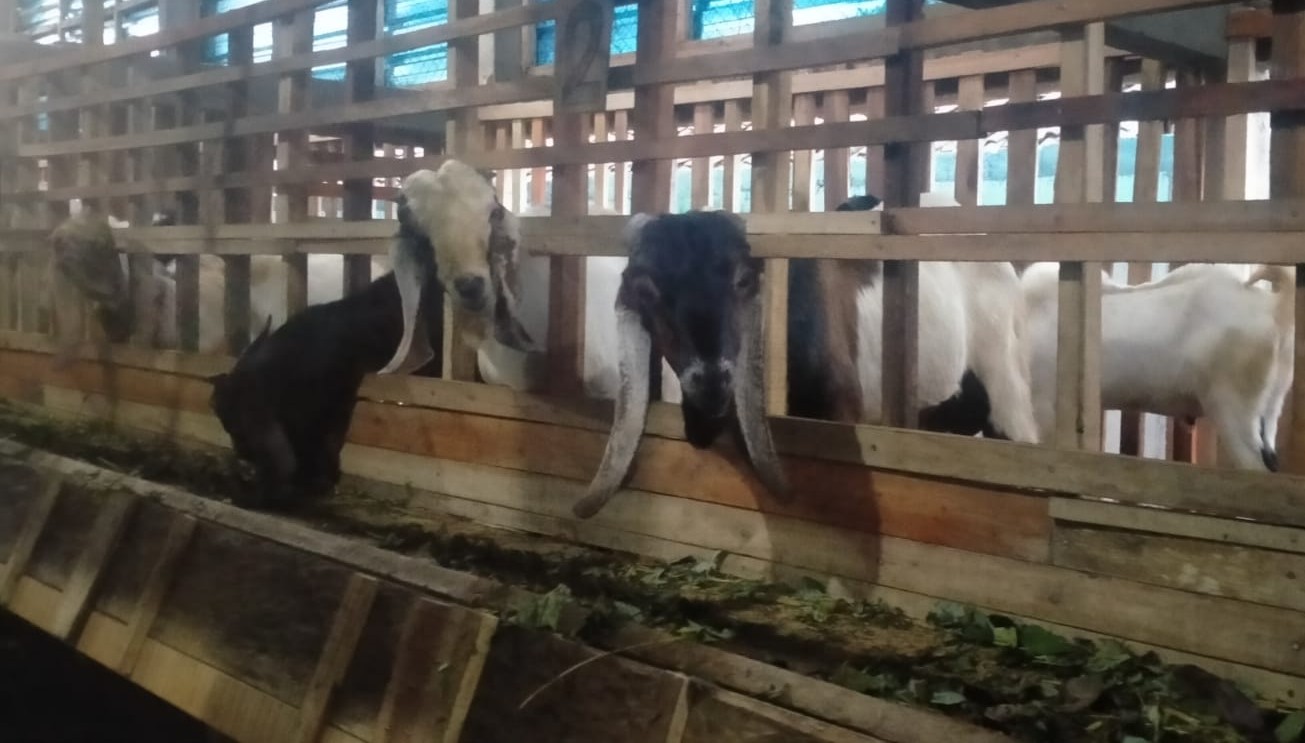 SUDAH DIANTRE PESANAN : Kandang kambing milik peternak Rofiq yang tinggal di Desa Jegu, Kecamatan Penebel Tabanan. (juliadi/radar bali)