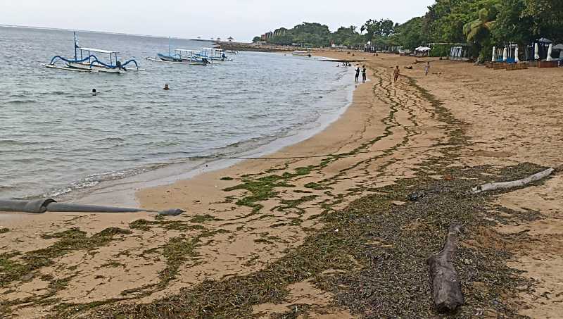 MENGERING : Sebagian dari tumbuh-tumbuhan laut dan rumput laut mongering di Pantai Sanur. (Adrian Suwanto/Radar Bali)