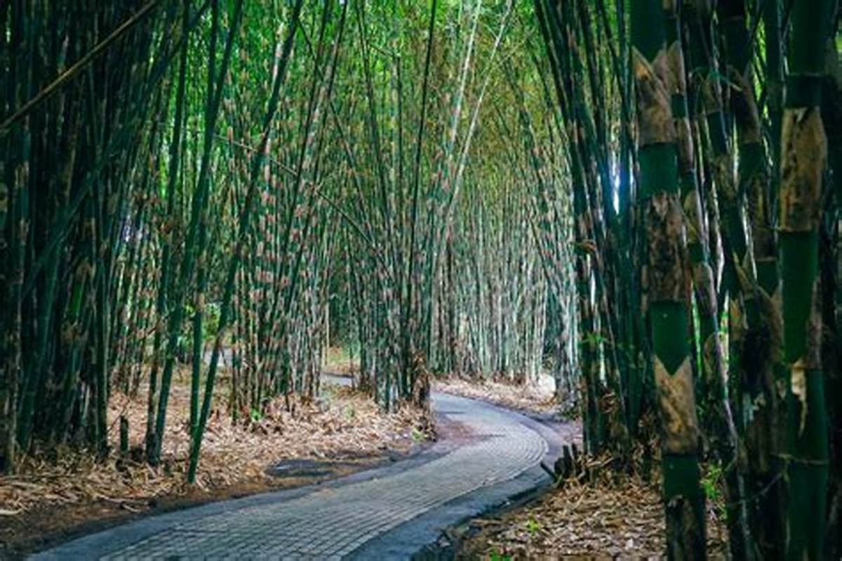KUNO - Hutan bambu di Desa Penglipuran adalah tempat sakral sekaligus bagian integral dari budaya di ekowisata Penglipuran.