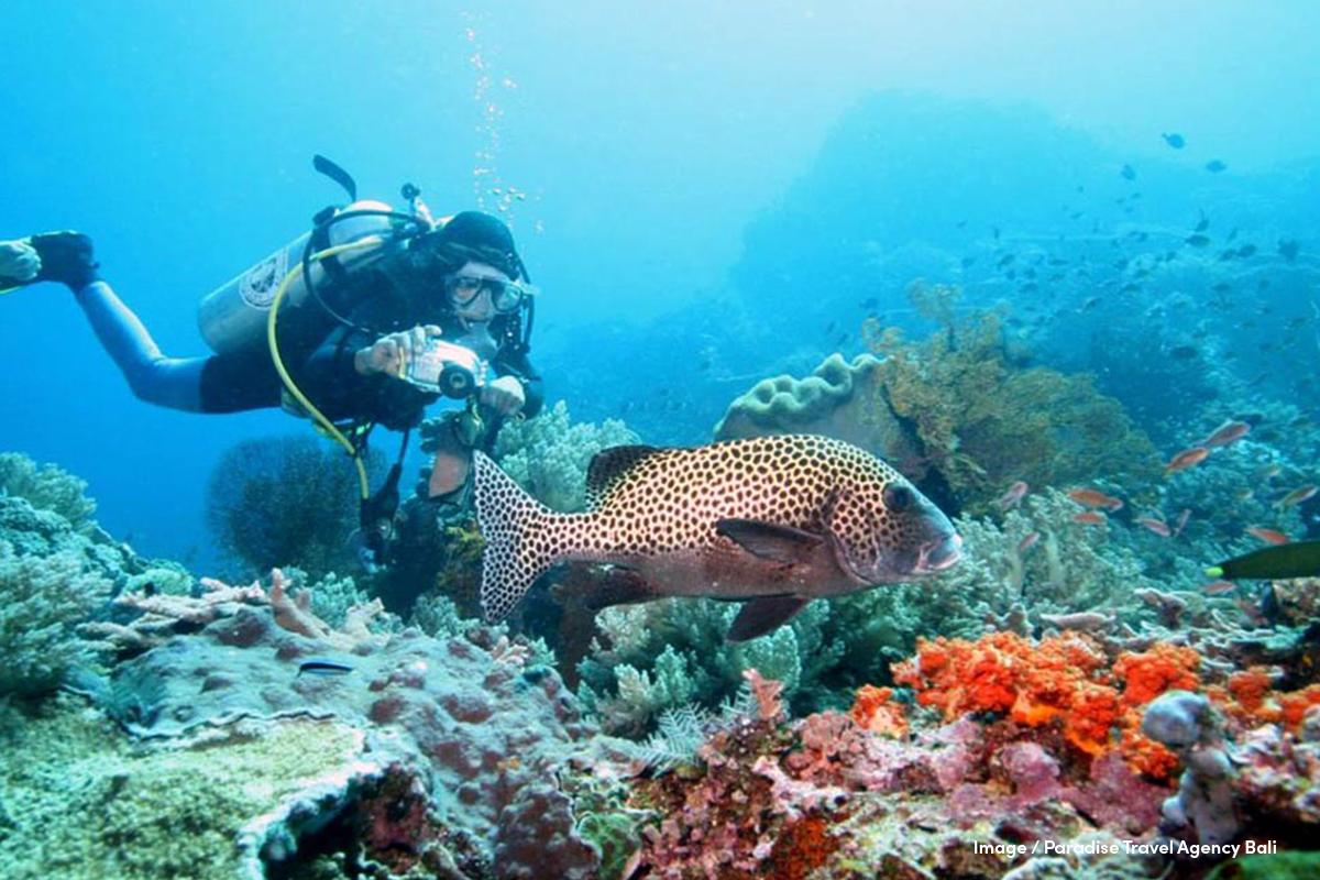 Ilustrasi - Diving di Bali. Ada enam spot dengan tingkat kesulitan rendah hingga pro.