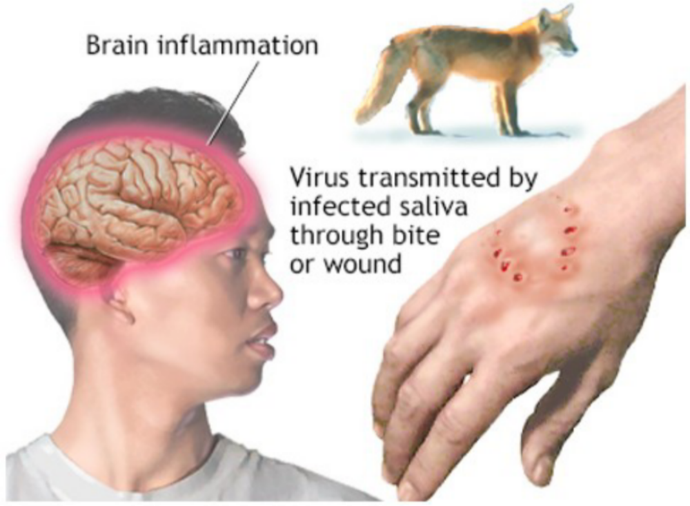 Ilustrasi gigitan hewan penular rabies dan organ target yang akan diserang oleh virus rabies.