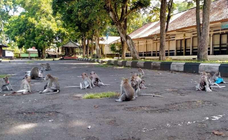 SEMAKIN BANYAK : Kondisi sejumlah kawanan monyet DTW Alas Kedaton, di  Desa Kukuh Marga Tabanan yang keluar dari hutan. (juliadi/radar bali)