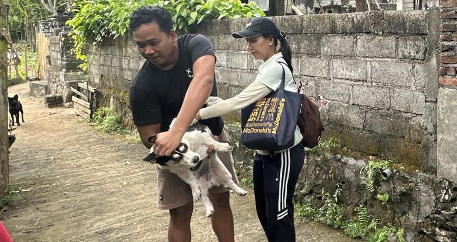GENCARKAN VAKSINASI: Petugas melakukan vaksinasi anjing, setelah adanya peristiwa gigitan anjing dan hewan itu positif rabies.( Foto: Distan Buleleng untuk Radar Bali)