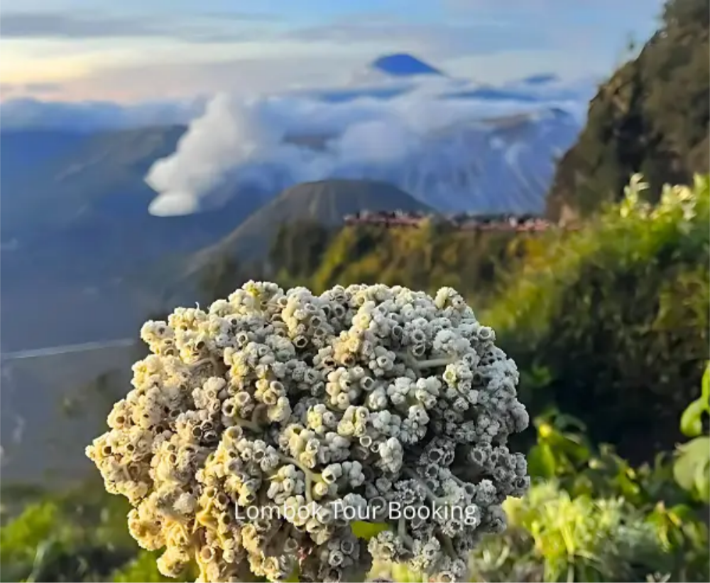 Trekkin Rinjani.