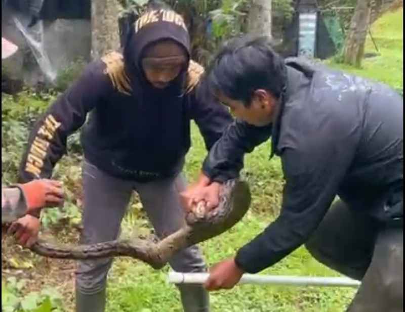 BERMUNCULAN DAN DITANGKAP WARGA : Warga mengevakuasi ular piton di wilayah Desa Pancasari, Kecamatan Sukasada, Buleleng. (Foto: Sumber dan Balai KSDA Bali untuk Radar Bali)