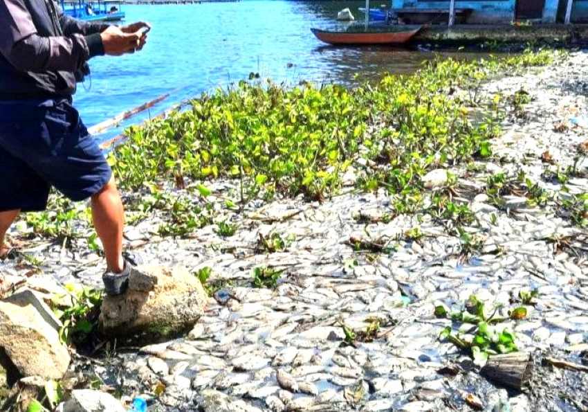 MANDADAK MATI: Warga memperlihatkan kondisi ikan yang mati akibat tercemar belerang yang menyembur.(Foto: istimewa)