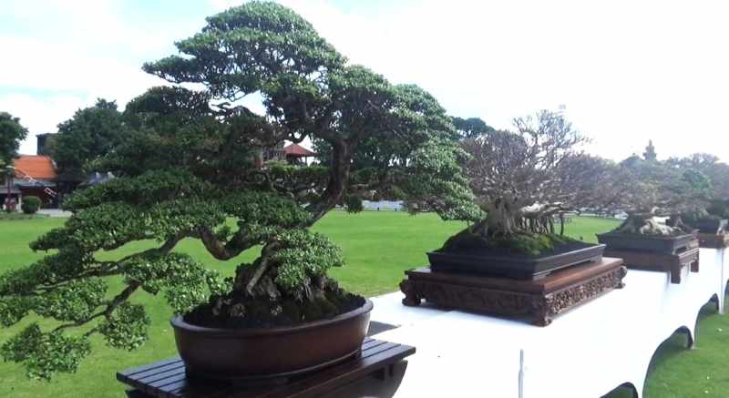 KELAS  DUNIA: Bonsai standar internasional dipamerkan di Alun-alun Gianyar pada Kamis (17/7/2025). (foto:istimewa)