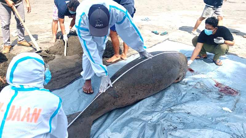 DIPERIKSA : Identifikasi duyung yang mati terdampar di Pantai Perancak Jembrana. (Foto : BKSDA)