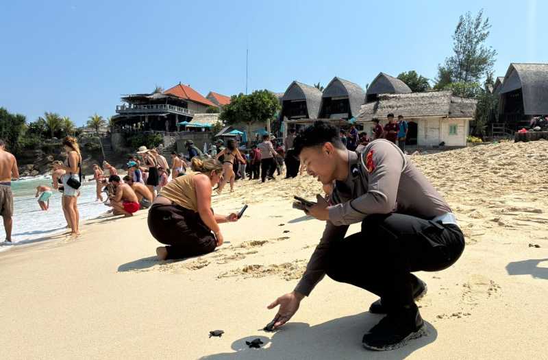 KEMBALI KE ALAM BEBAS : Ratusan anakan penyu di Pantai Dream Beach, Desa Lembongan, ini dilepas ke laut. (Foto: Dok.Polsek Nusa Penida)