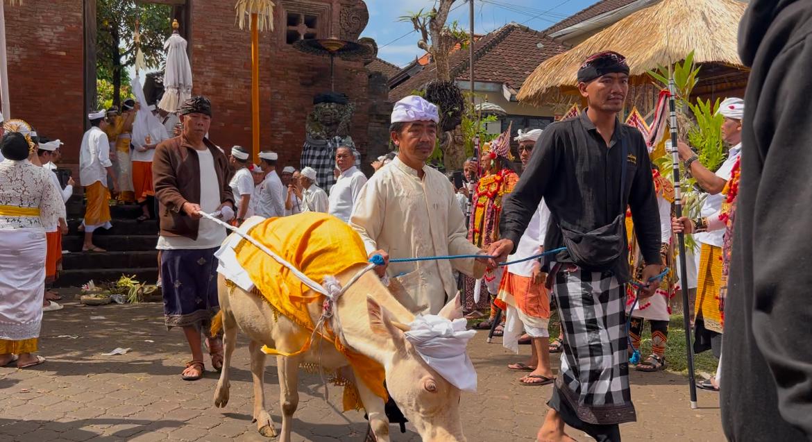 Suasana rangkaian Karya Angasti Puja Atma Wedana Maligia Punggel di Puri Agung Jrokuta, pada puncak karya, Jumat 25 Juli 2025.