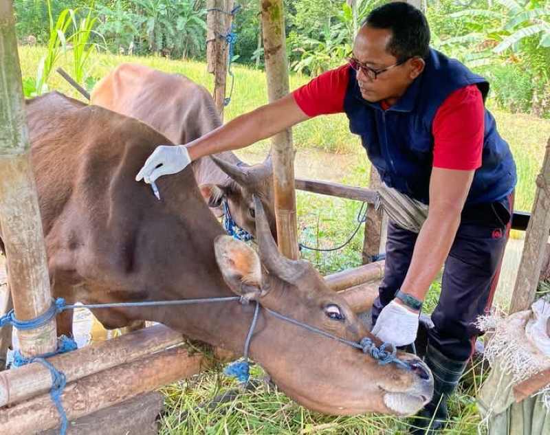 CEK TERNAK SAPI : Pengecekan dan vaksinasi PMK yang dilakukan di Tabanan pada bulan Maret lalu. (juliadi/radar bali)