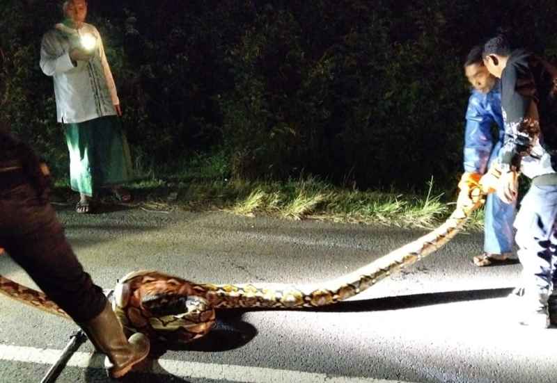 MELINTANGI JALAN RAYA: Ular sanca yang sempat hadang jalan diamankan ke mako Damkar Jembrana. (Foto: Damkar Jembrana)