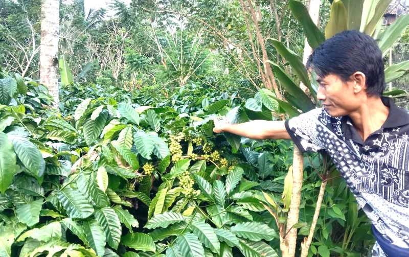 PETANI KOPI TABANAN: Petani kopi di Pujungan, Pupuan, Tabanan yang tengah panen kopi jenis robusta. (Foto: Juliadi Radar Bali)