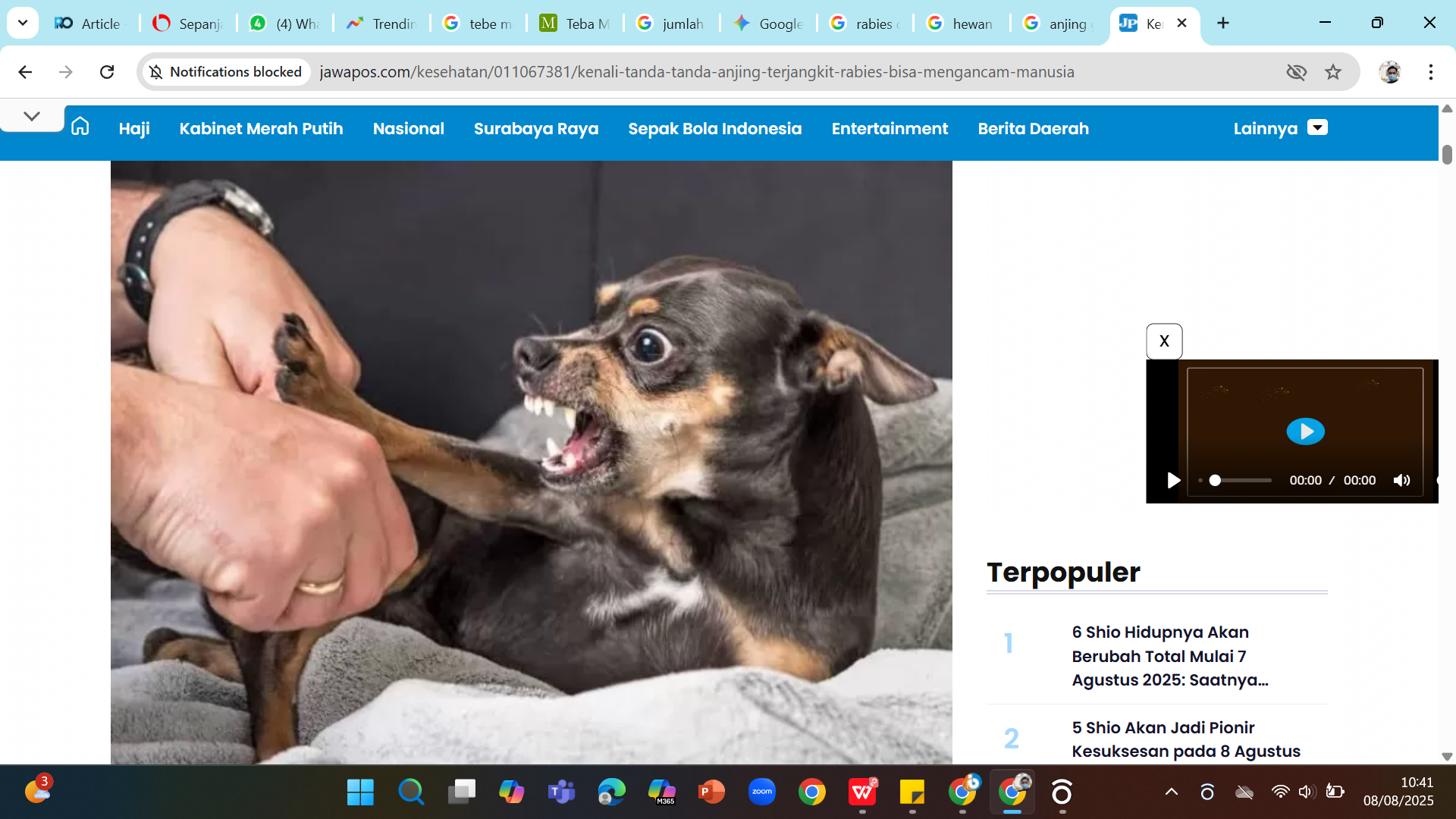 Ilustrasi - Waspadai tanda-tanda hewan terjangkit virus rabies.