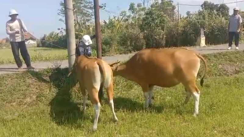 DATANGI TERNAK : Petugas veteriner melakukan vaksinasi pada sapi di Jembrana. (foto:istimewa)