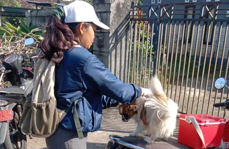 VAKSINASI ANJING: Petugas melakukan vaksinasi anjing untuk mencegah penyebaran rabies. (foto: Keswan Jembrana)