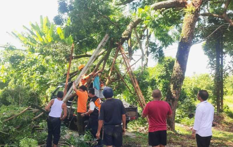 DIDUGA KARENA SUDAH LAPUK: Dahan pohon yang tumbang menimpa mobil pikap. (Foto:  BPBD Jembrana)