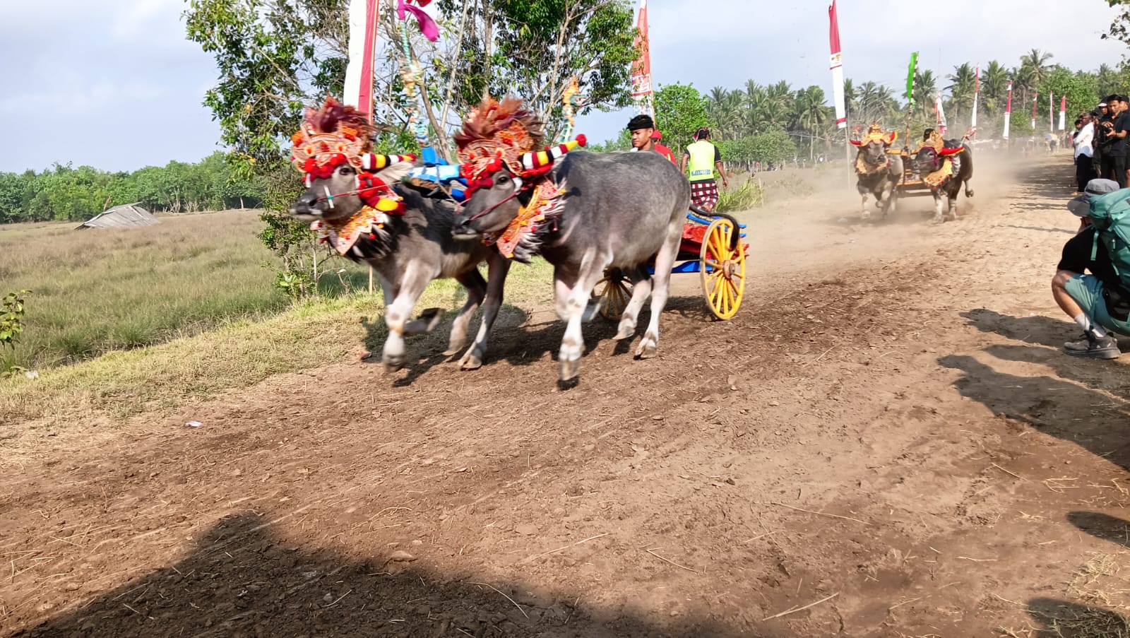 Atraksi makepung Bupati Cup 2025 yang digelar di Sirkuit Samblong, Kelurahan Sangkaragung, Kecamatan Jembrana, berlangsung meriah pada Minggu (24/8).