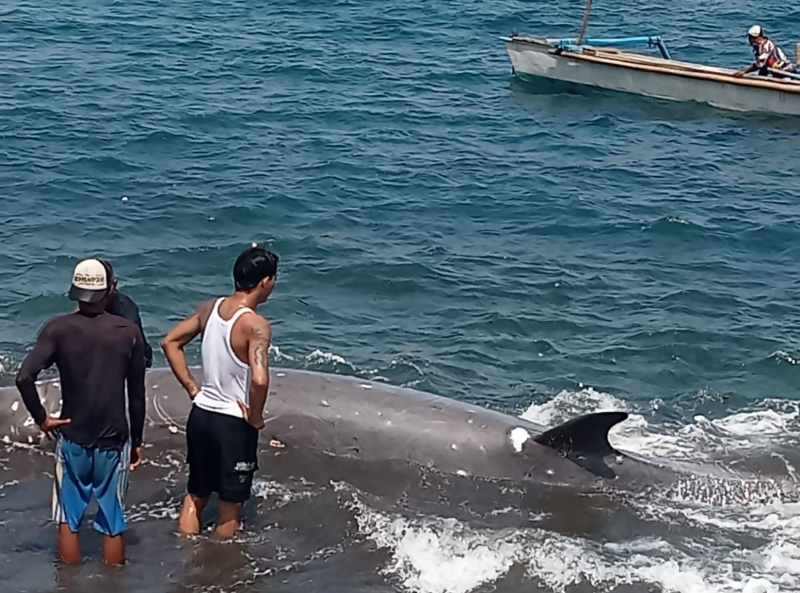 DIKEMBALIKAN KE HABITATNYA : Warga menemukan lumba-lumba hidup sebelum didorong ke tengah laut. (foto: Sony Budikusuma untuk Radar Bali)