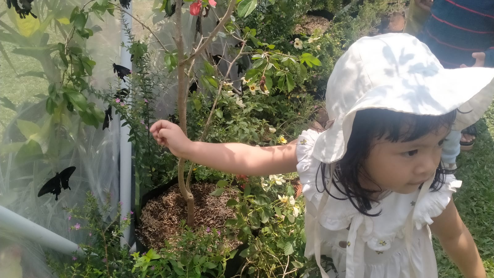 DISUKAI ANAK-ANAK: Pelespasan 3.500 ekor kupu-kupu lokal di Taman Popper Triangle Kawasan Nuanu Creative City, Tabanan