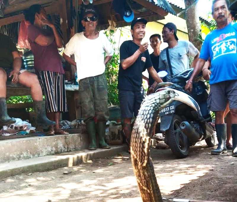 EVAKUASI ULAR : Petugas Damkar Tabanan evakuasi ular kobra.  (istimewa)