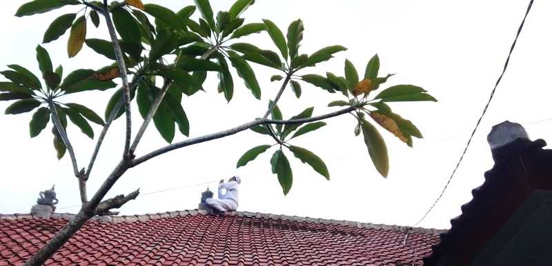 BIKIN HEBOH : Pria bernisial IPY menghebohkan warga di Desa Bungaya lantaran tingkahnya yang menaiki atap rumah warga pada Selasa lalu. (istimewa)