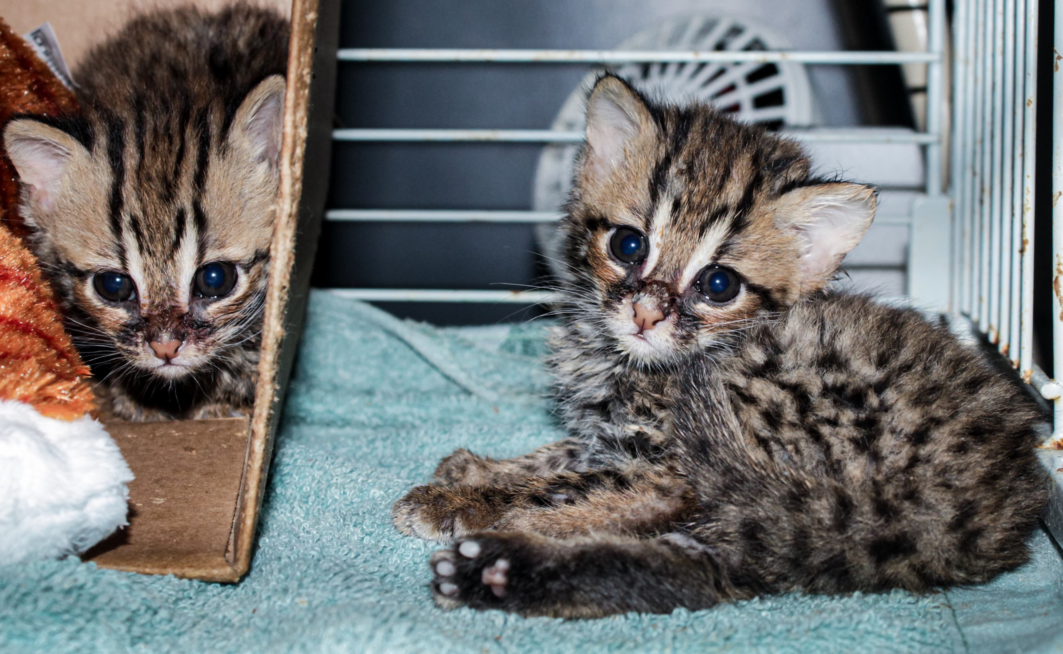 MENGGEMASKAN : Potret kucing kuwuk (Prionailurus Bengalensis) yang ditemukan di Hutan Lindung Desa Pejarakan.(Istimewa)