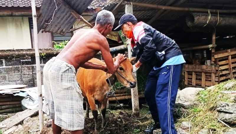 KEBUGARANNYA DALAM PANTAUAN : Kepala Puskeswan Arya Dharma (kanan) mengecek sapi bersama peternak.(puskeswan Gianyar)