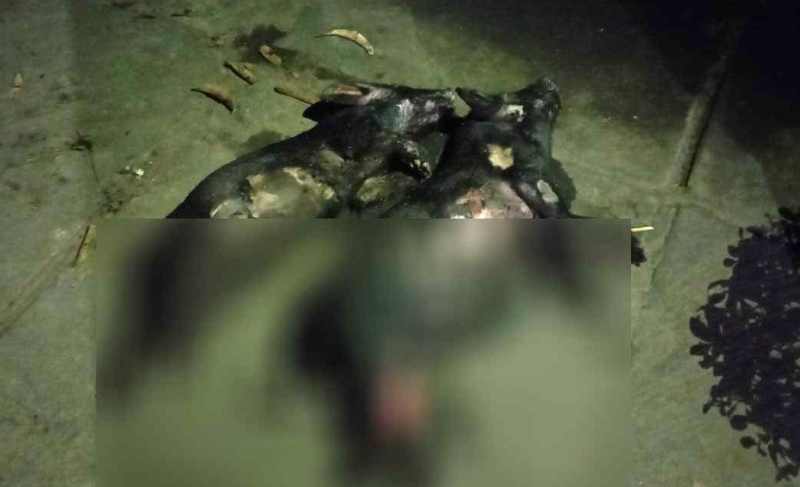 HANGUS : Babi yang terpanggang hidup-hidup. .( Foto: Dinas Damkar Buleleng untuk Radar Bali)