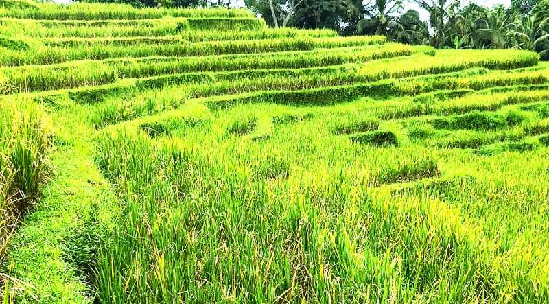 WASWAS HAMA : Kondisi lahan pertanian di Baturiti yang diserang hama tikus. (juliadi/RadarBali)