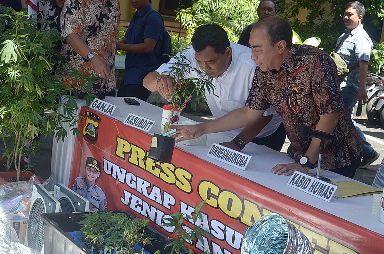 BERKEBUN GANJA: Polda Bali mengungkap adanya ganja hidtroponik