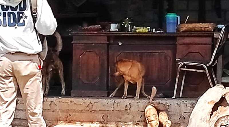 BERKELIARAN  : Anjing dilepasliarkan atau sengaja diliarkan berpotensi memperpanjang rantai rabies. (Foto Puskeswan Gianyar III)