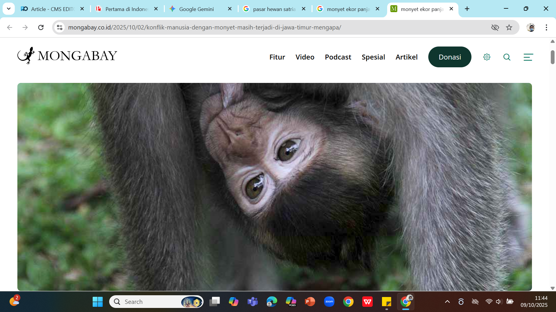 Ilustrasi - Bayi monyet ekor panjang