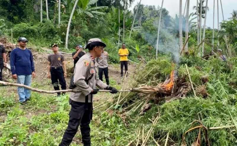 DIMUSNAHKAN : Polisi memusnahkan dengan membakar ganja dari ladang di Desa Alue Glumpang, Kecamatan Peusangan Siblah Krueng, Kabupaten Bireuen.(Foto:Polres Bireuen, Aceh)
