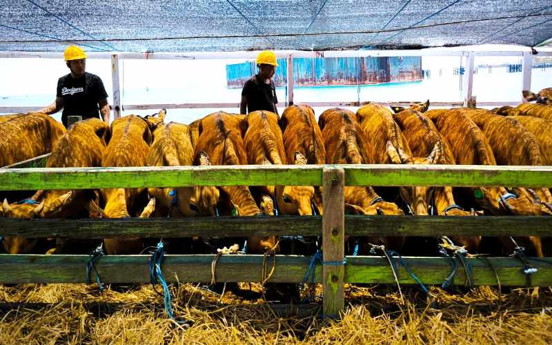 MENUJU KALTIM: Ratusan sapi bibit diseberangkan lewat Pelabuhan Celukan Bawang menuju ke Kalimantan Timur. (Foto: Pelindo Pelabuhan Celukan Bawang)